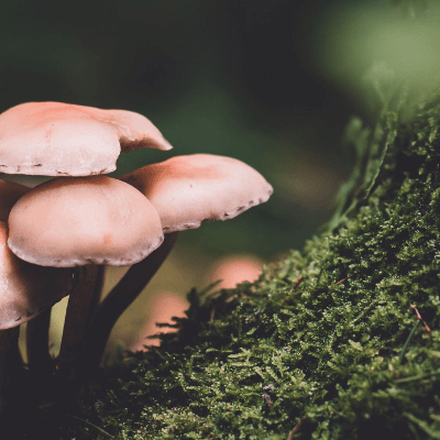 Why Are Mushrooms Good For You?