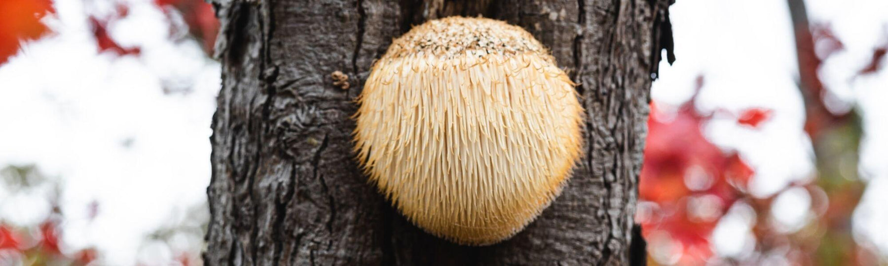 What Are The Health Benefits Of Lion's Mane Mushroom?