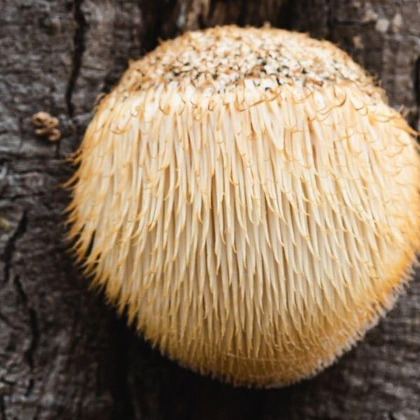 What Are The Health Benefits Of Lion's Mane Mushroom?