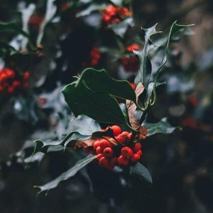 Supplements To Help Relieve Holiday Stress